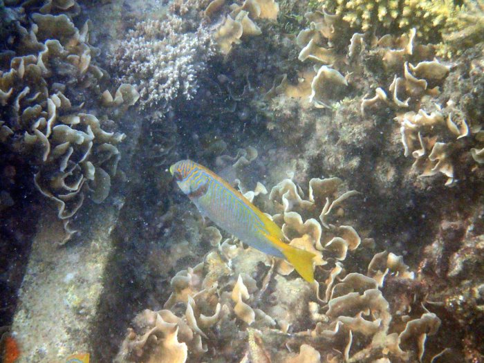 Siganus doliatus