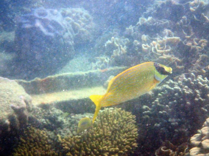 Siganus puellus