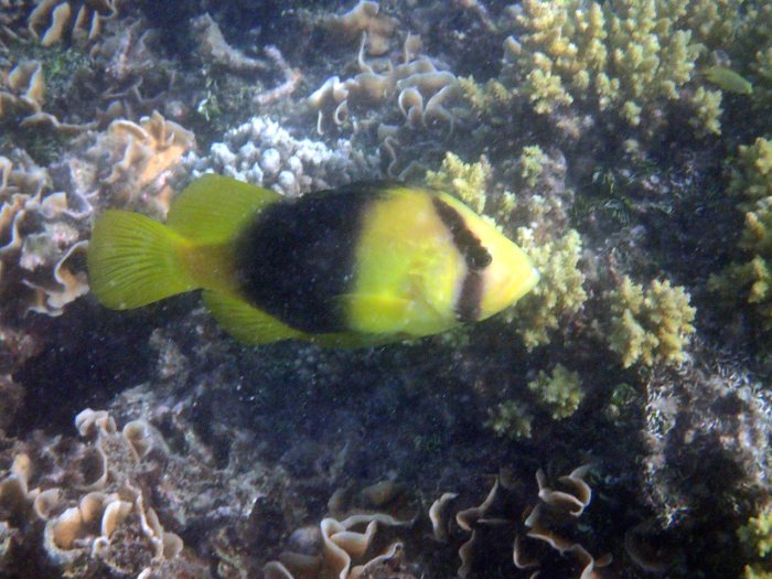 Diploprion bifasciatum