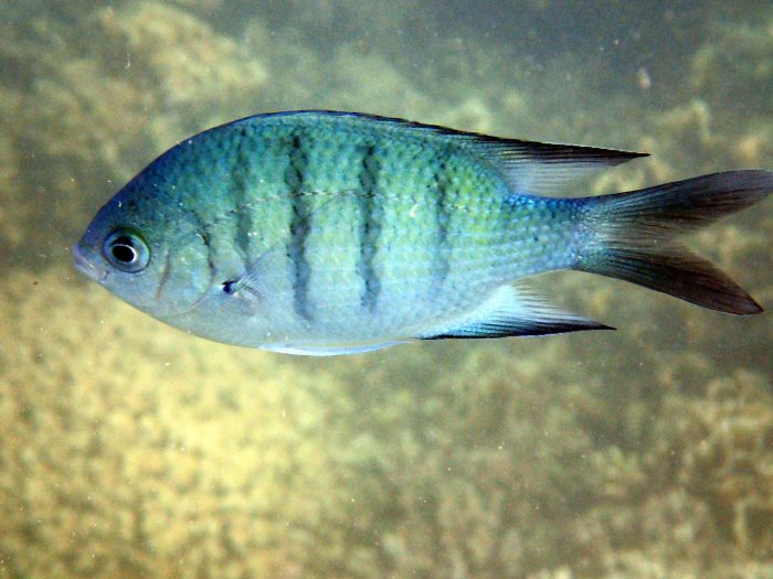 Abudefduf whitleyi
