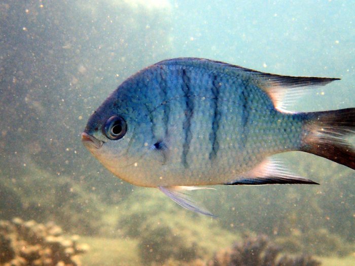 Abudefduf whitleyi