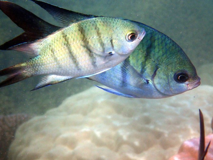 Abudefduf whitleyi