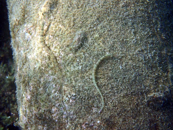 Corythoichthys haematopterus