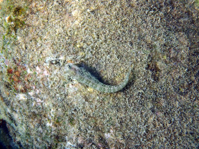 Crossosalarias macrospilus