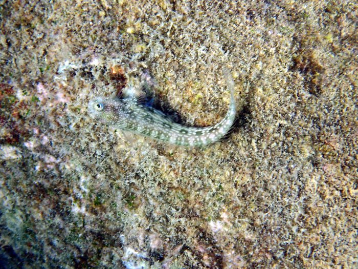 Crossosalarias macrospilus