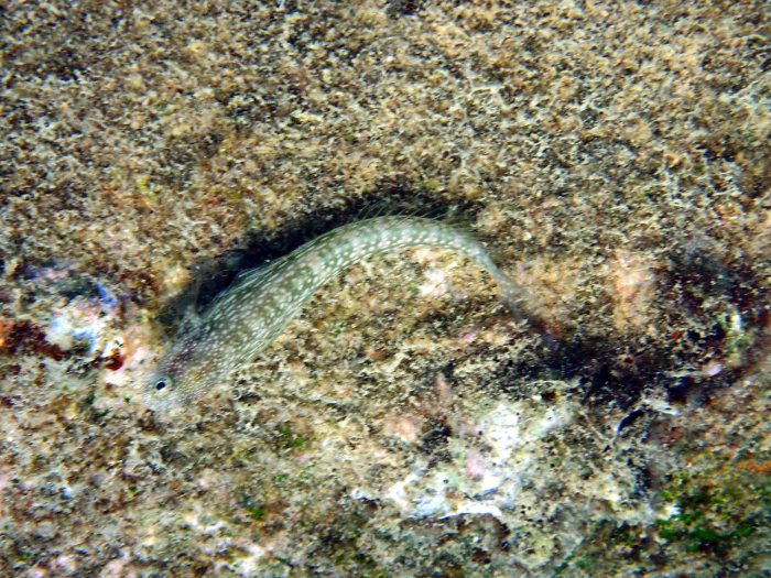 Crossosalarias macrospilus