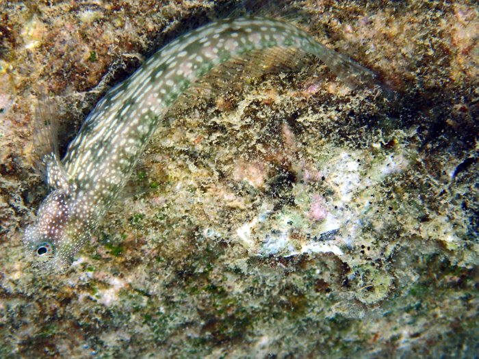 Crossosalarias macrospilus