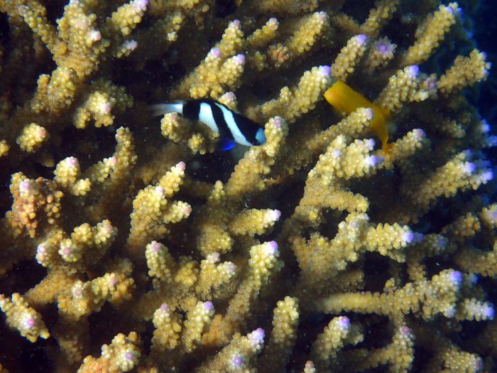 Dascyllus aruanus