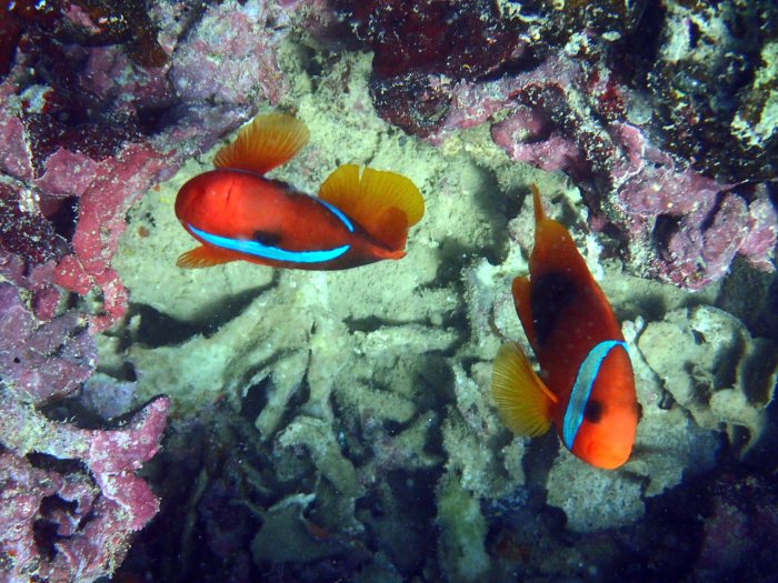 Amphiprion melanopus