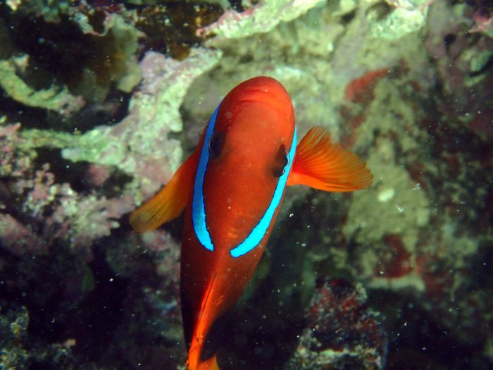 Amphiprion melanopus