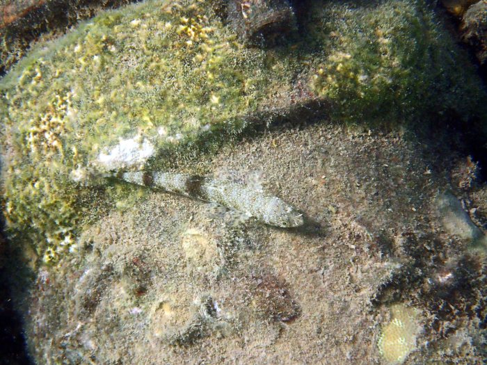 Saurida gracilis