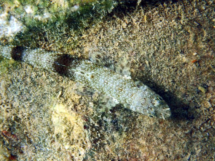 Saurida gracilis