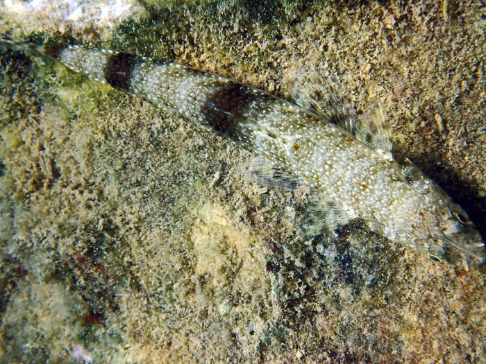 Saurida gracilis