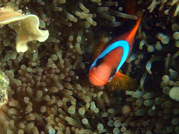Amphiprion melanopus