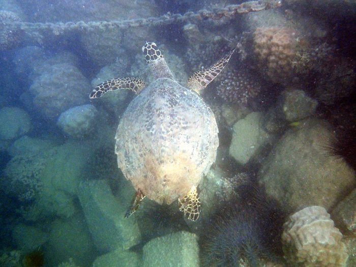 Eretmochelys imbricata (Tortue imbriquée)