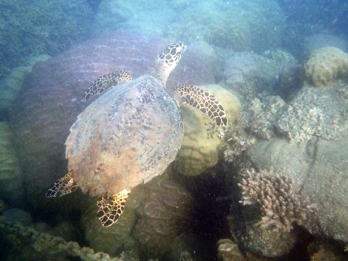 Eretmochelys imbricata (Tortue imbriquée)