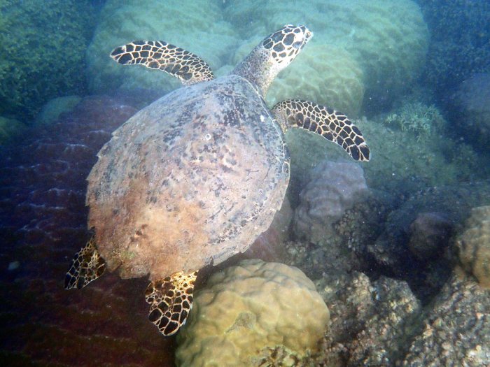 Eretmochelys imbricata (Tortue imbriquée)