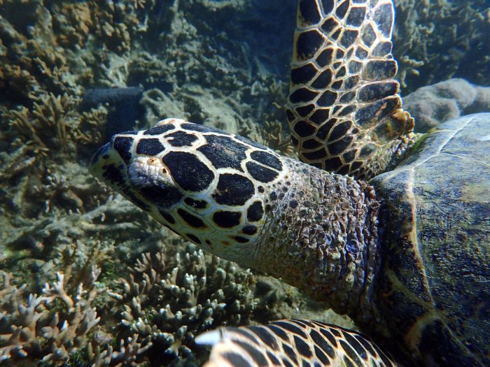 Eretmochelys imbricata (Tortue imbriquée)