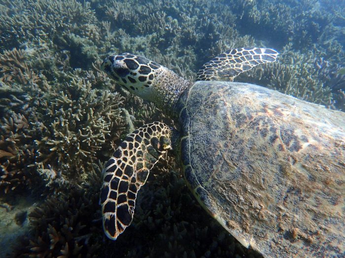 Eretmochelys imbricata (Tortue imbriquée)