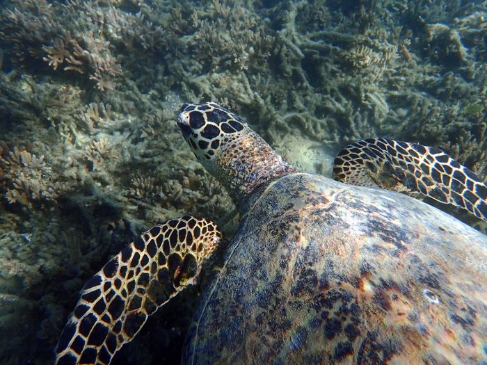 Eretmochelys imbricata (Tortue imbriquée)
