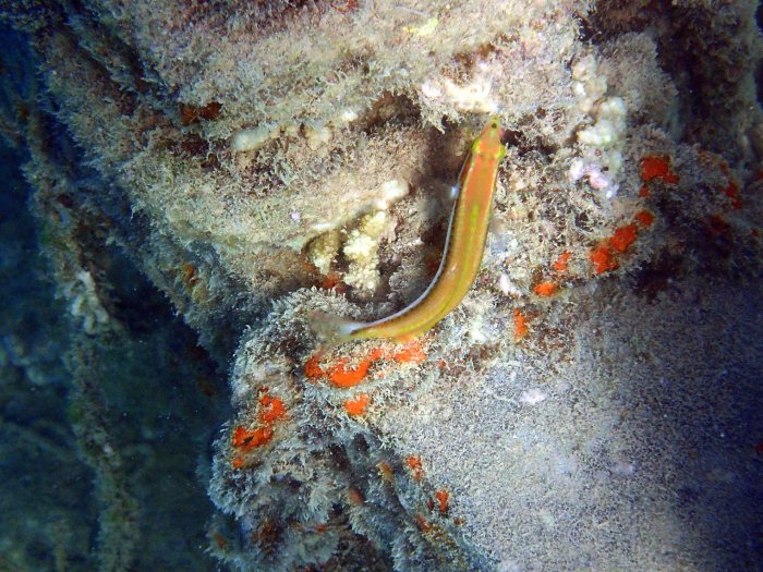 Thalassoma lutescens