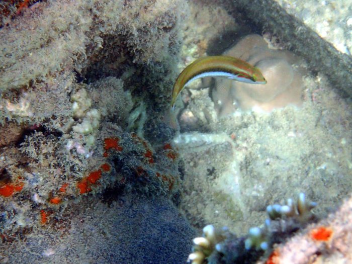 Thalassoma lutescens
