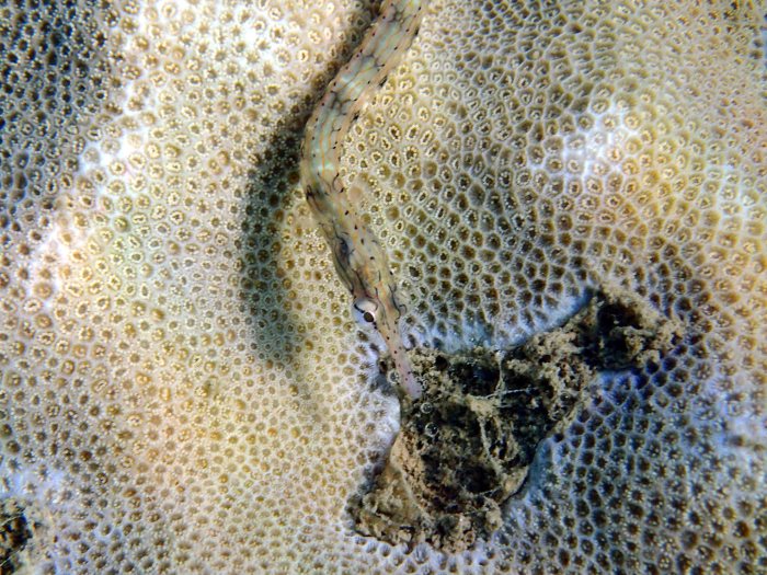 Corythoichthys haematopterus