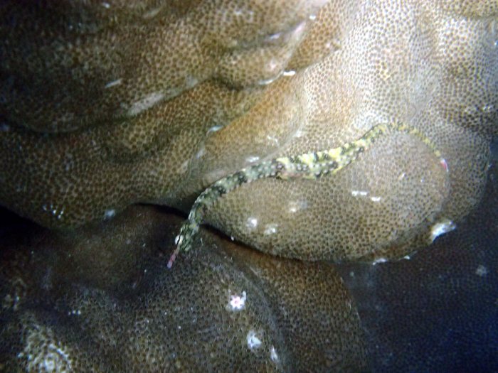 Corythoichthys haematopterus