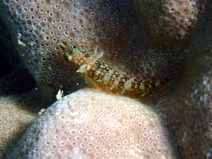 Norfolkia brachylepis