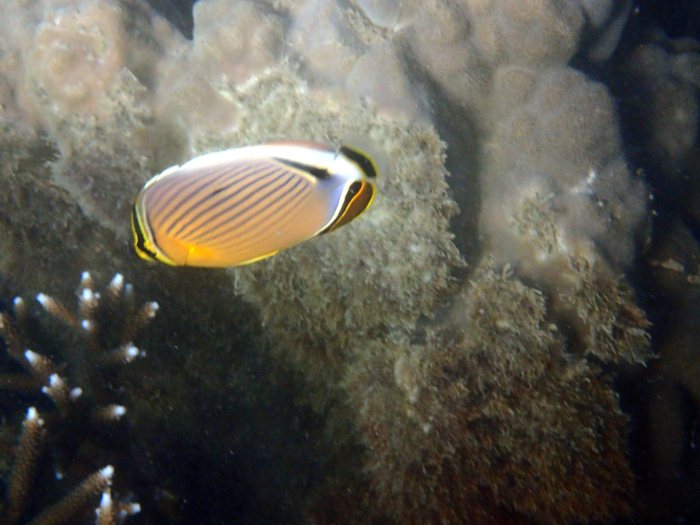 Chaetodon lunulatus