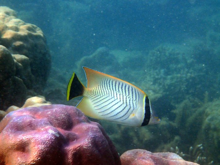 Chaetodon trifascialis