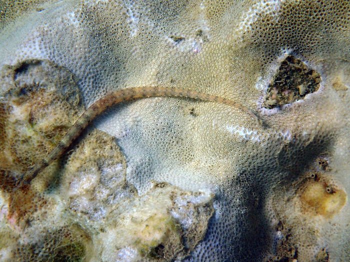 Corythoichthys haematopterus