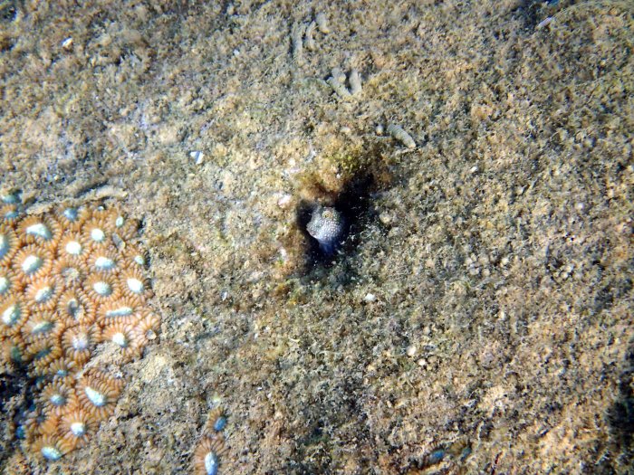 Crossosalarias macrospilus