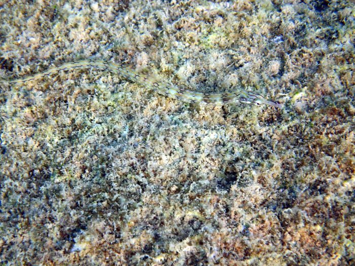 Corythoichthys haematopterus