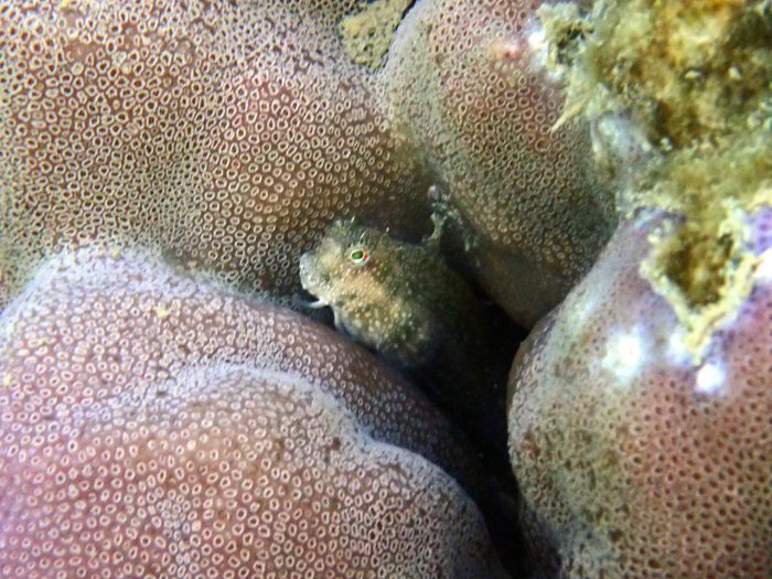 Crossosalarias macrospilus