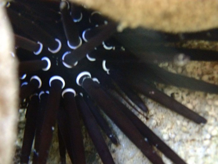 Paraselenia gratiosa