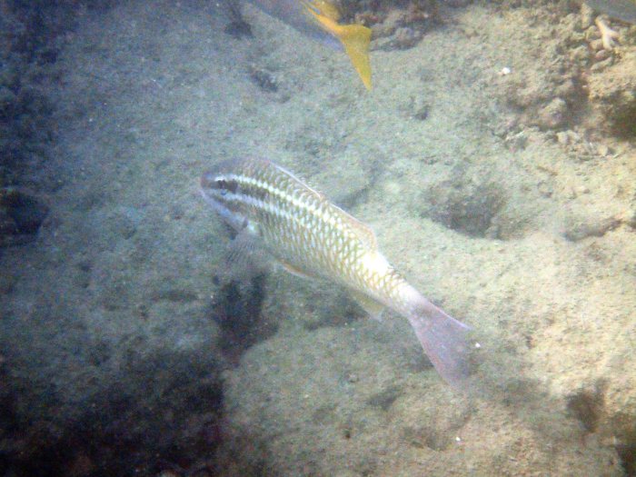 Parupeneus ciliatus