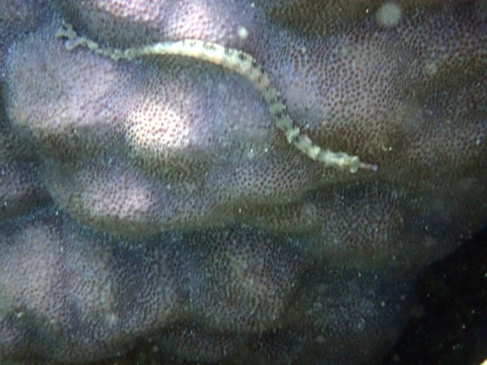 Corythoichthys haematopterus
