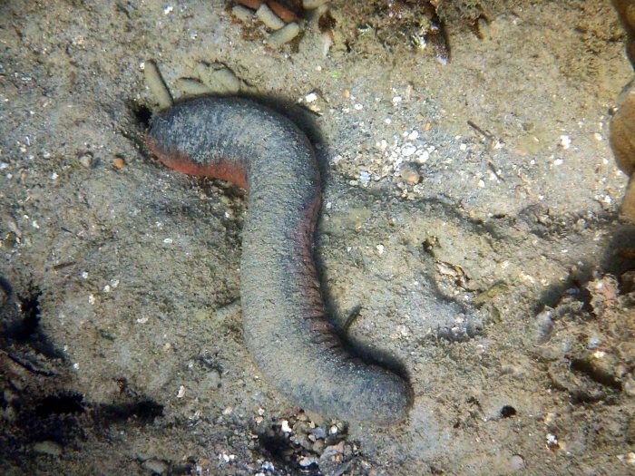 Holothuria (Halodeima) edulis