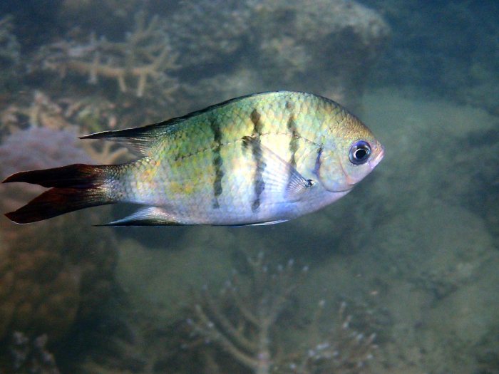 Abudefduf whitleyi