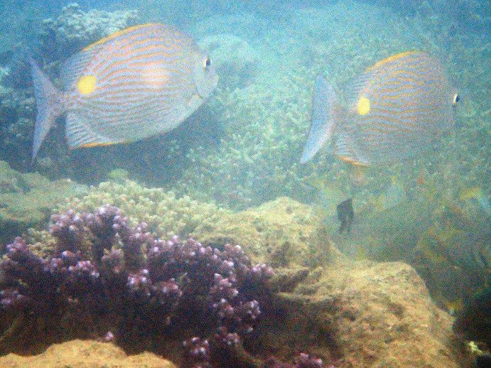 Siganus lineatus