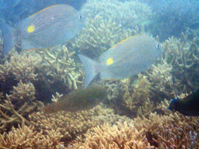 Siganus lineatus