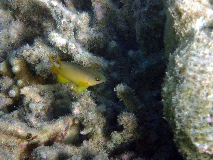 Amblyglyphidodon aureus