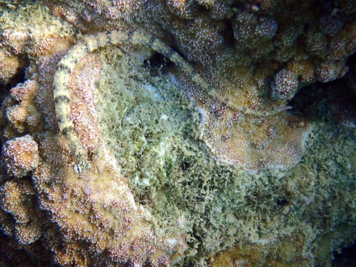 Corythoichthys haematopterus
