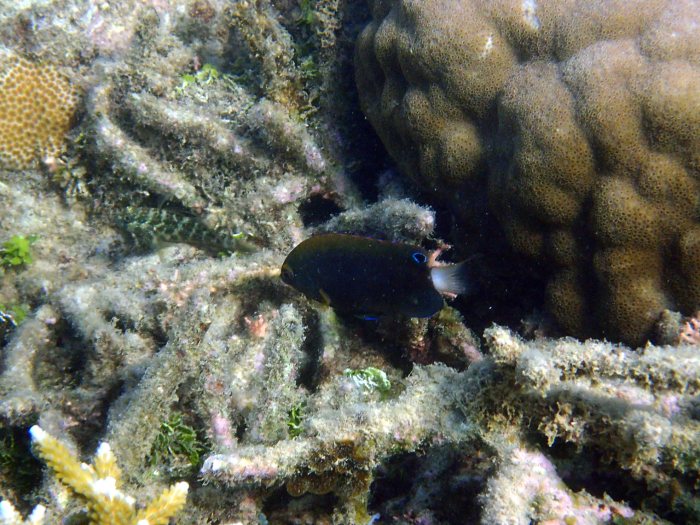Pomacentrus chrysurus