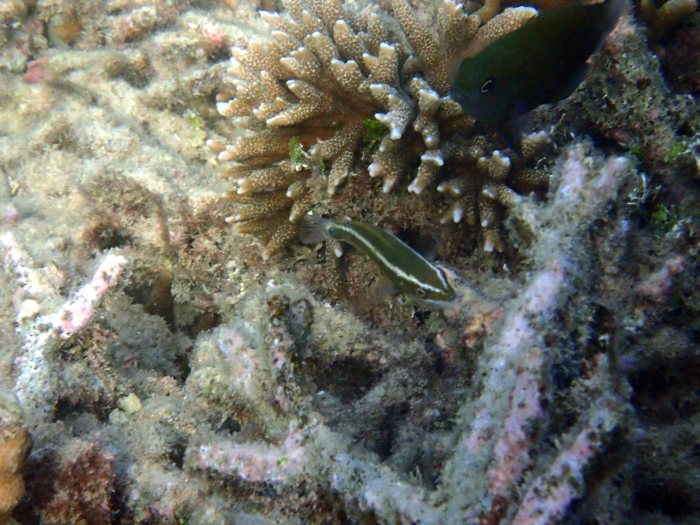 Cheilio inermis