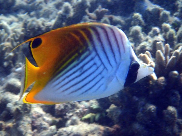 Chaetodon auriga