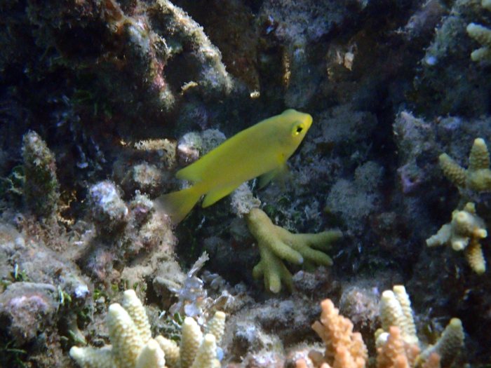 Amblyglyphidodon aureus