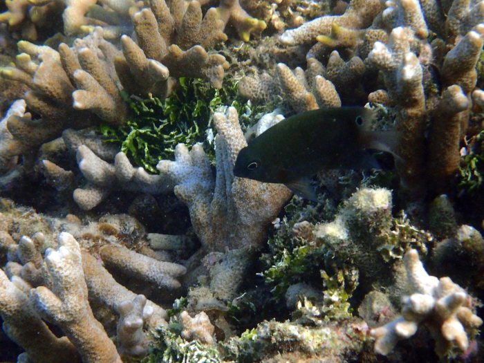 Pomacentrus adelus