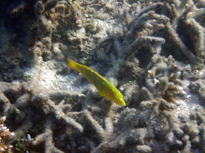 Thalassoma lutescens